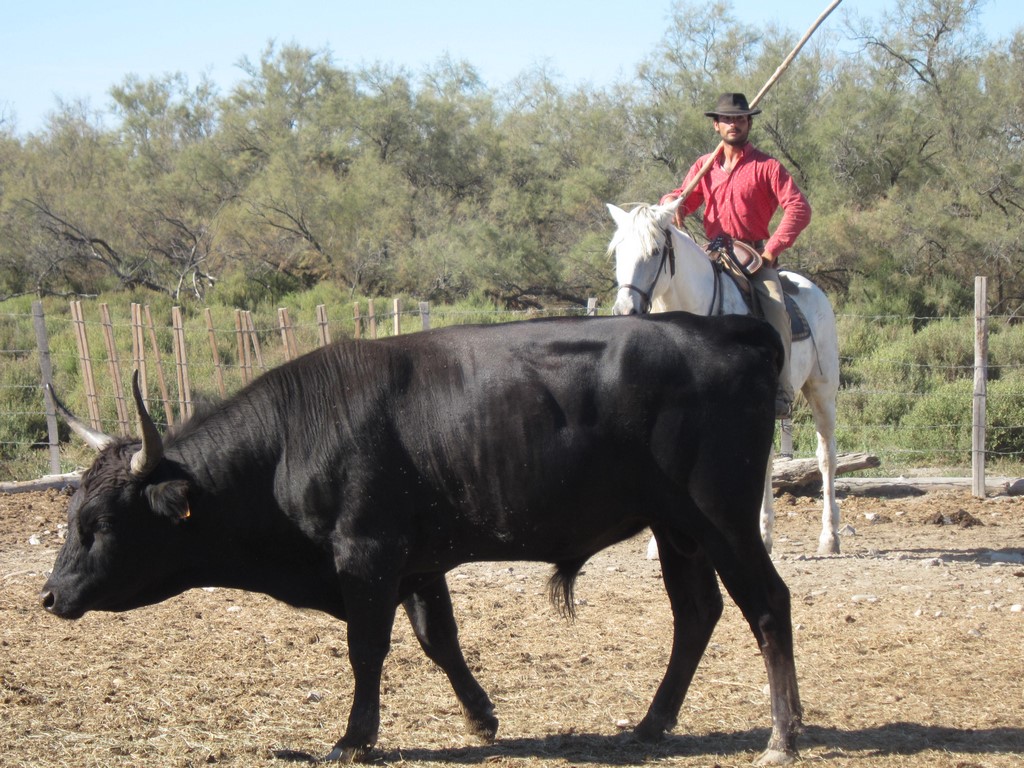 Gardian and a bull from Camargue. Saintes-Maries-de-la-Mer, Camargue area